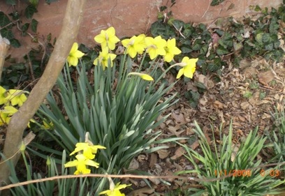 February Daffodils 2009.JPG